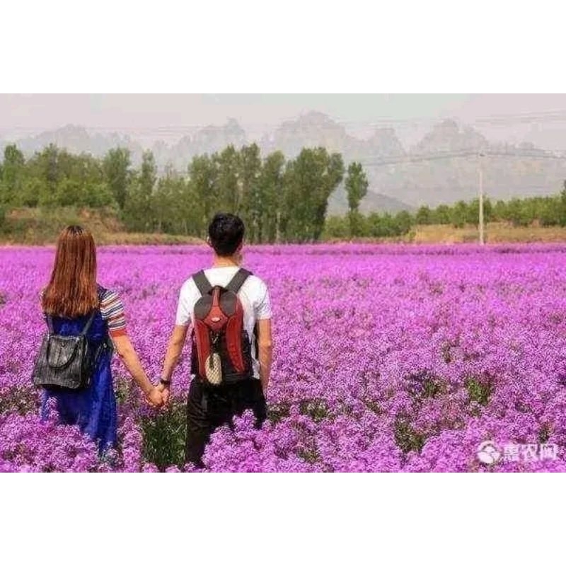 hạt giống hoa cải tím ❣️ siêu xinh❣️ trồng thảm, trồng bồn cây, chậu hoa rất đẹp
