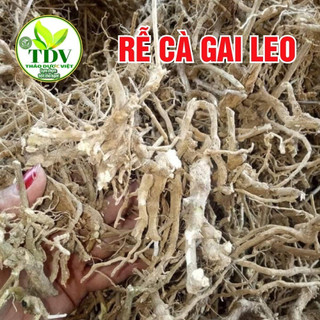 500g Rễ cà gai leo Hoà Bình hỗ trợ men gan, xơ gan, gan mỡ, gan B