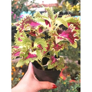 Lá gấm viền xoăn (bầu cây giống)