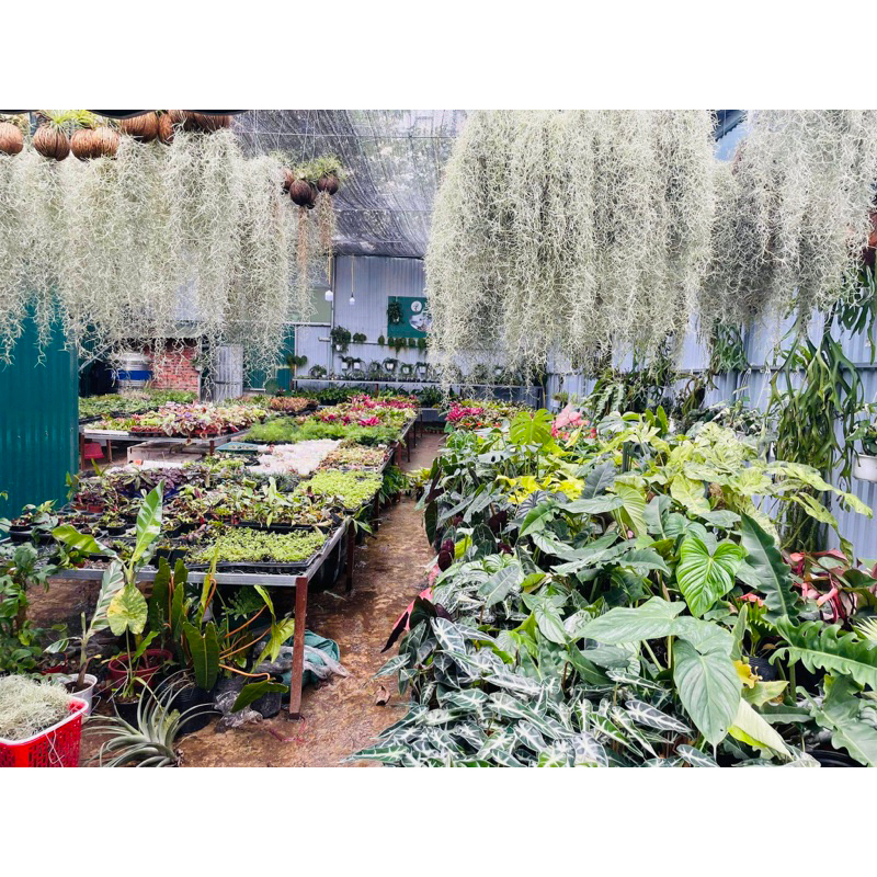 Cây Không Khí Tóc Tiên