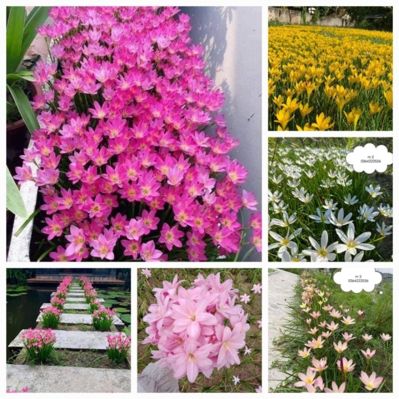 combo 30 củ hoa Huệ Mưa 💝 cực dễ trồng cây lâu năm, rất khỏe