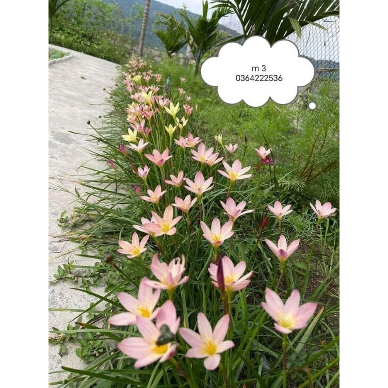 combo 30 củ hoa Huệ Mưa 💝 cực dễ trồng cây lâu năm, rất khỏe