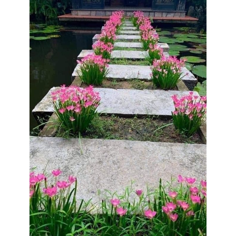 combo 30 củ hoa Huệ Mưa 💝 cực dễ trồng cây lâu năm, rất khỏe