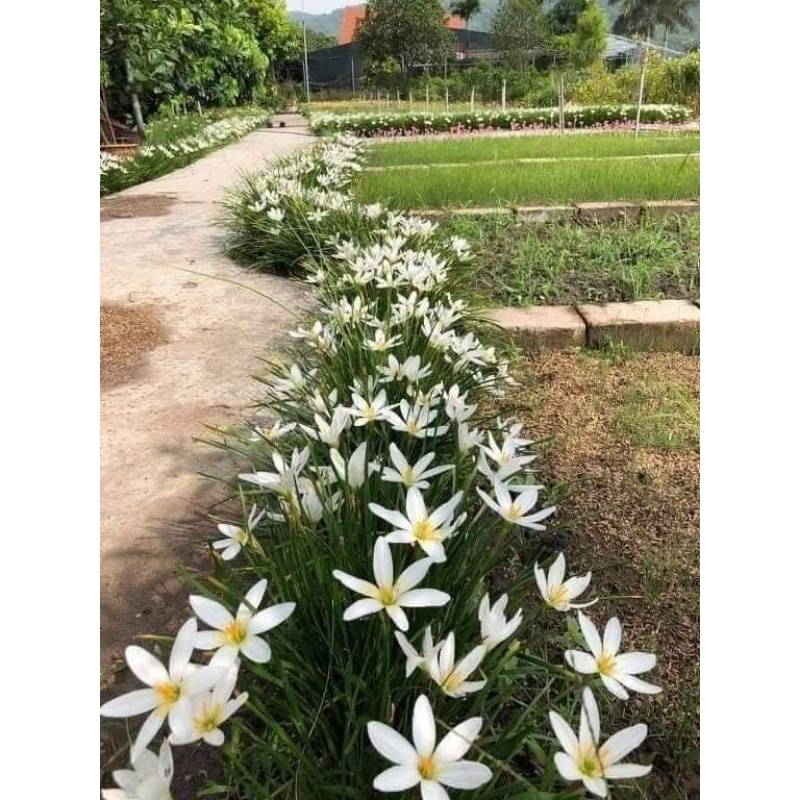 combo 30 củ hoa Huệ Mưa 💝 cực dễ trồng cây lâu năm, rất khỏe