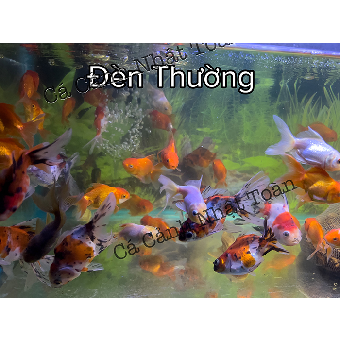 JENECA D15 ĐÈN LED KẸP MINI BỂ CÁ ĐỔI MÀU CÁ KHÔNG ĐỔI MÀU NƯỚC