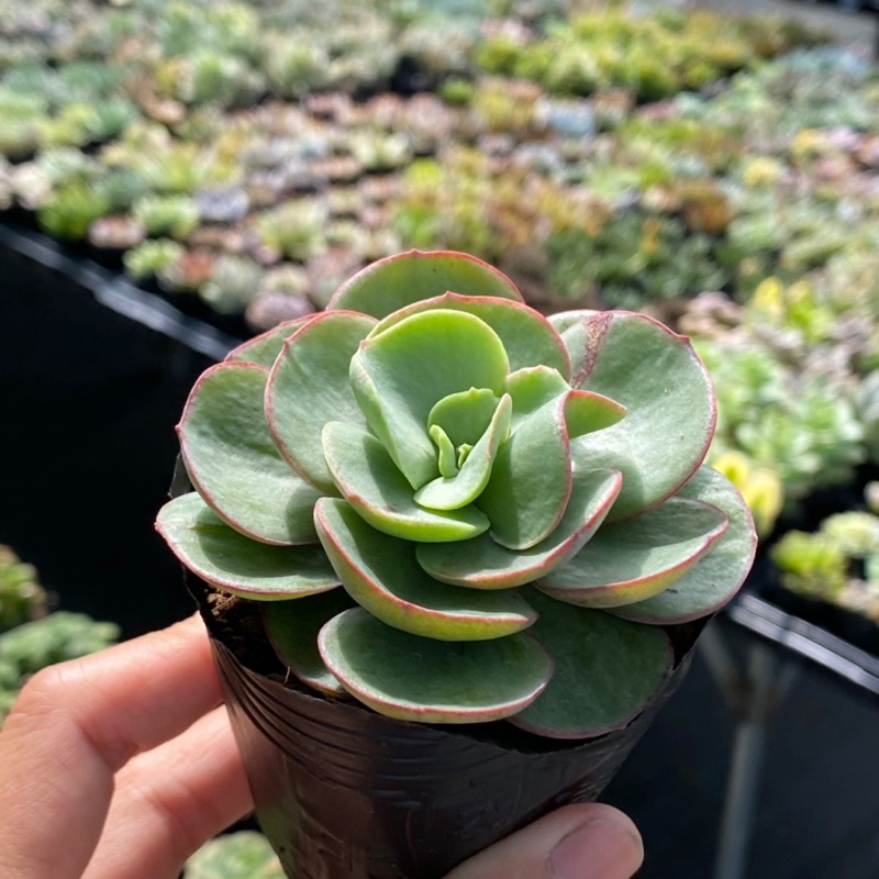 Sen Đá Suyon Size Bầu 5cm Hư 1 Đổi 1 | Shopee Việt Nam