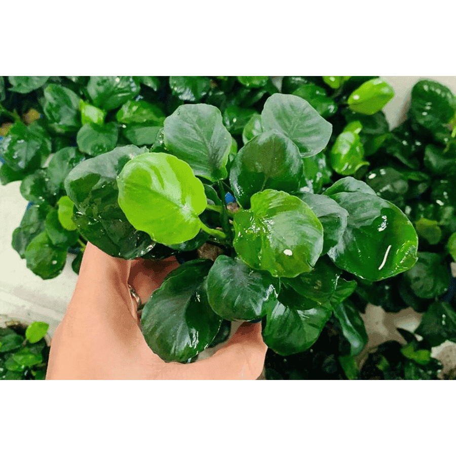 Cây Ráy Thủy Sinh Cho Bể Cá Cảnh | Shopee Việt Nam