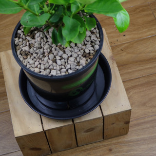 Nhà Thương Cây - KHAY LÓT CHẬU CÂY