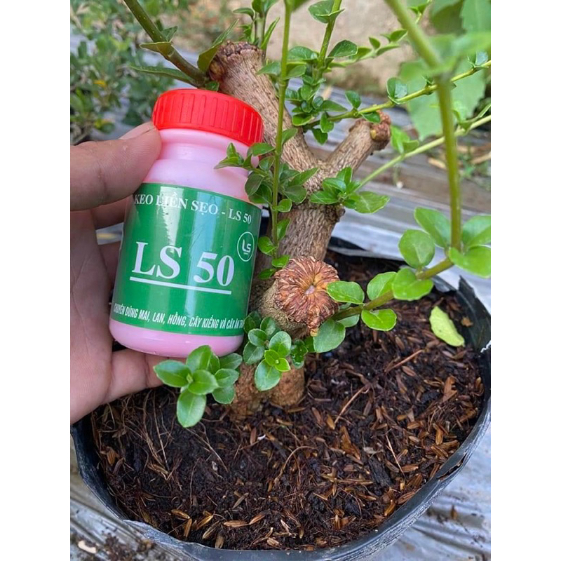 Keo liền sẹo cho cây Ls50 dùng cho cây kiểng, mai, cây ăn trái | Shopee ...