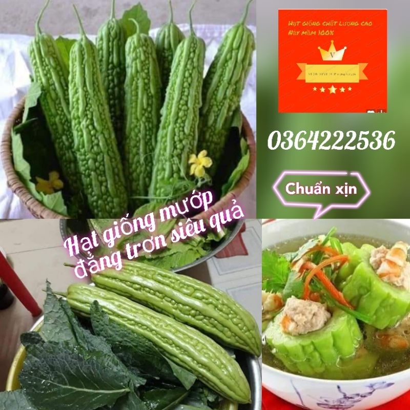 Hạt Giống Khổ Qua Xanh Cao Sản (3 Gr) - Năng Suất, Thanh Nhiệt - VUON ...