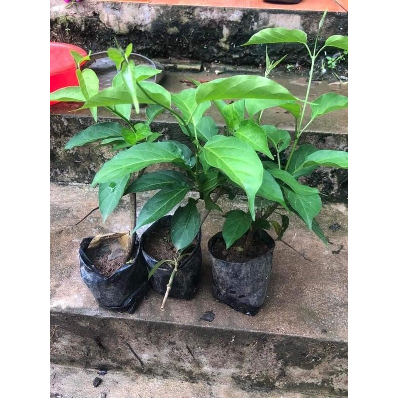 Cây giống thìa canh lá to hay còn gọi là cây rau mỏ | Shopee Việt Nam