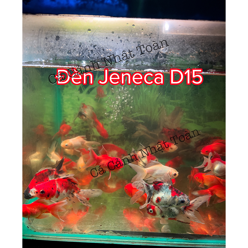 JENECA D16 ĐÈN LED KẸP MINI BỂ CÁ ĐỔI MÀU CÁ KHÔNG ĐỔI MÀU NƯỚC