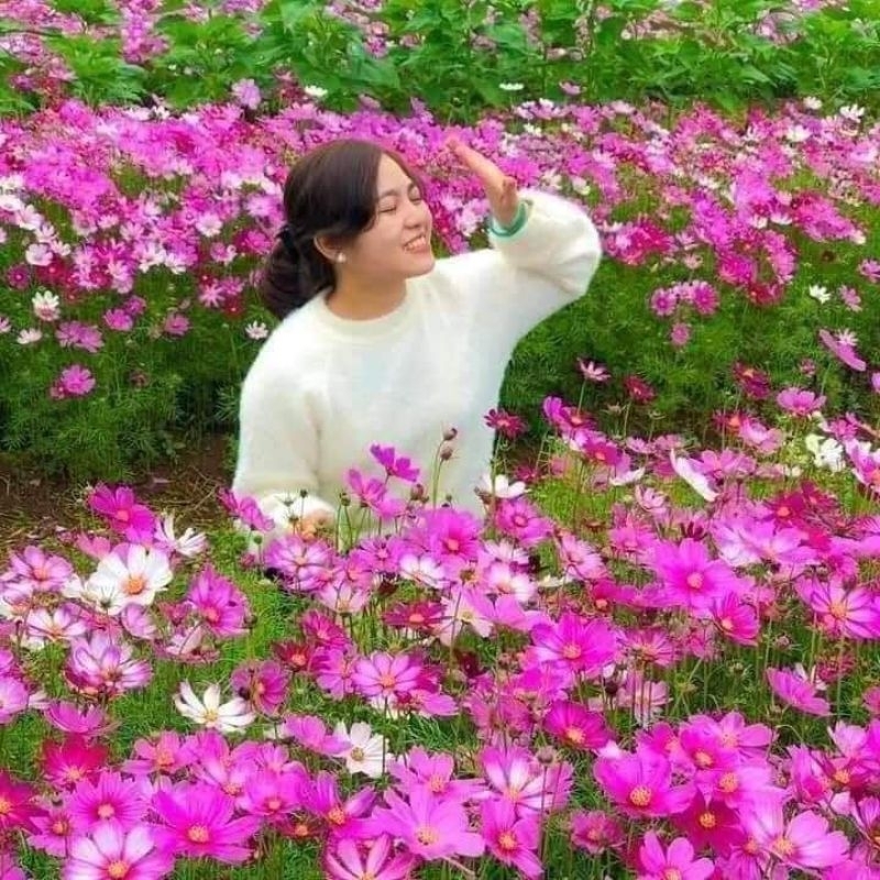 500 hạt giống hoa sao nhái mix màu 💝 nảy mầm cực đỉnh