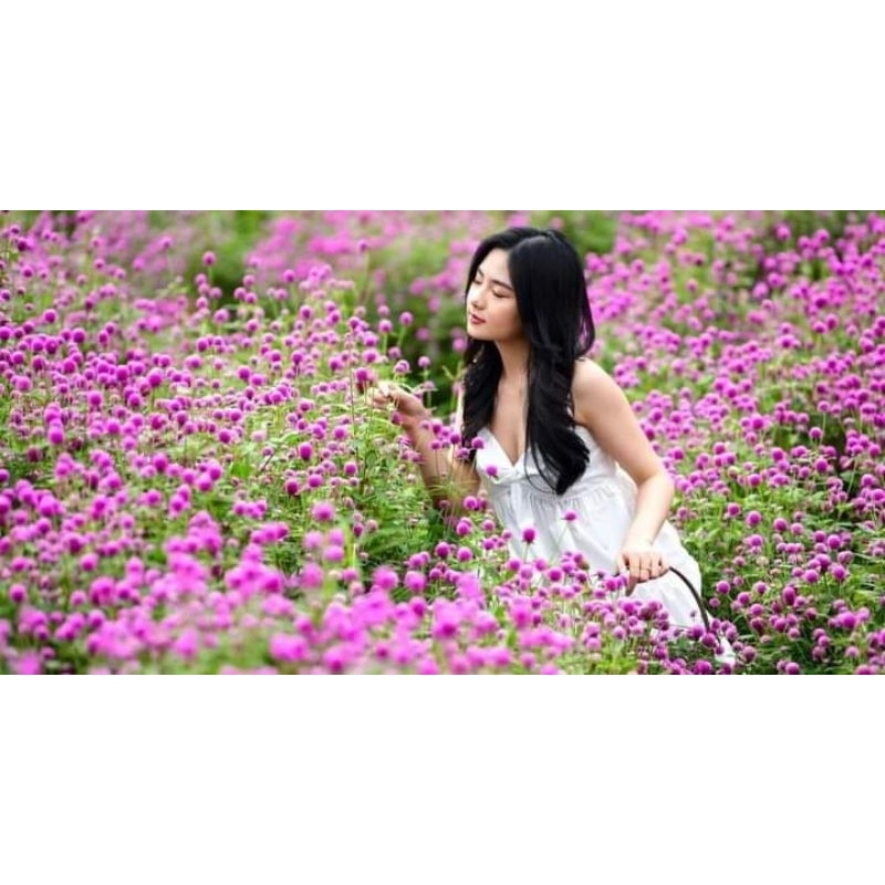 200 hạt giống hoa bách nhật màu hồng ❤️Siêu Xinh❤️ rất dễ trồng