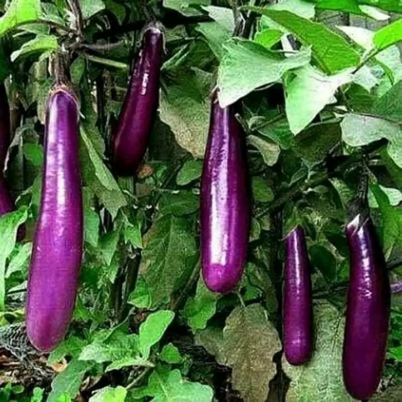 💥hạt giống cà tím dài f1 💥💥 Nảy Mầm cực Đỉnh 💥💥 lâu năm siêu dễ trồng