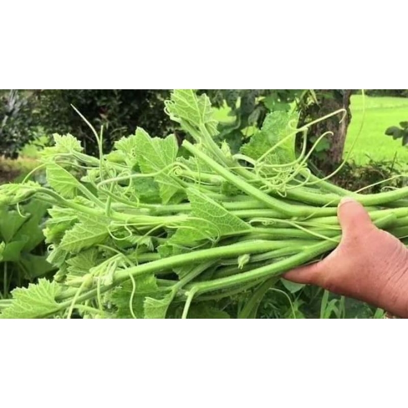 20gr hạt giống bí siêu ngọn mập f1 chất lượng cao 😍🧡Freeship ❤️💥chất lượng cao