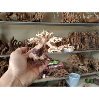Cây gỗ lũa bonsai cho bể thuỷ sinh mini. Bể kích thước dưới 50 cm
