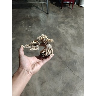 Cây gỗ lũa bonsai cho bể thuỷ sinh mini. Bể kích thước dưới 50 cm