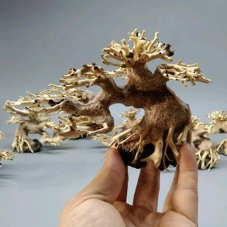 Cây gỗ lũa bonsai cho bể thuỷ sinh mini. Bể kích thước dưới 50 cm