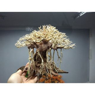 Cây gỗ lũa bonsai dáng cổ thụ. Dáng Huyền.Dành cho bể nhỏ dưới 80 cm