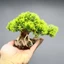 Cây trang trí bể cá mini, đế bằng đá, tán bằng nhựa