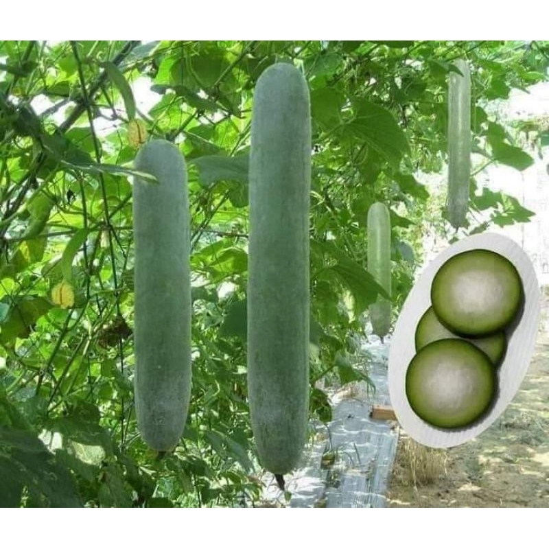 1 gam hạt giống bí đao xanh f1🌲 Sale Shock🌲 chất lượng cao