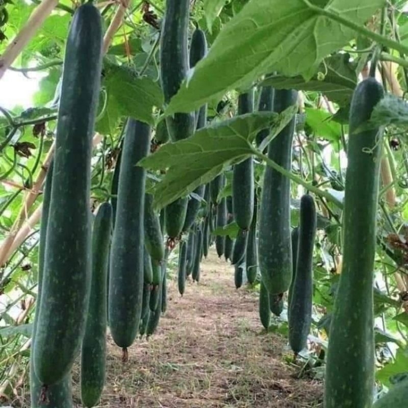 1 gam hạt giống bí đao xanh f1🌲 Sale Shock🌲 chất lượng cao