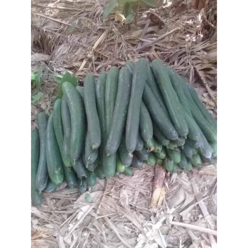 1 gam hạt giống bí đao xanh f1🌲 Sale Shock🌲 chất lượng cao
