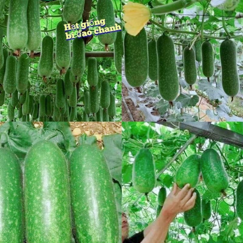 hạt giống bí đao chanh 4 mùa siêu trái 💖 NẢY MẦM CỰC ĐỈNH💖 chất lượng cao