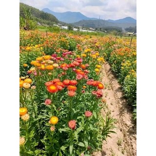 200 hạt giống hoa cúc bất tử 💖 NẢY MẦM CỰC ĐỈNH💖 hoa quanh năm
