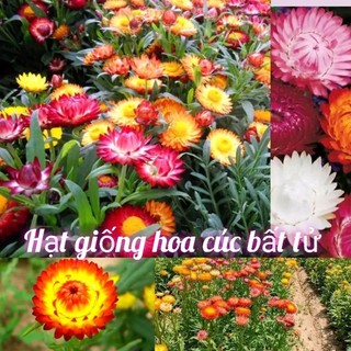 200 hạt giống hoa cúc bất tử 💖 NẢY MẦM CỰC ĐỈNH💖 hoa quanh năm