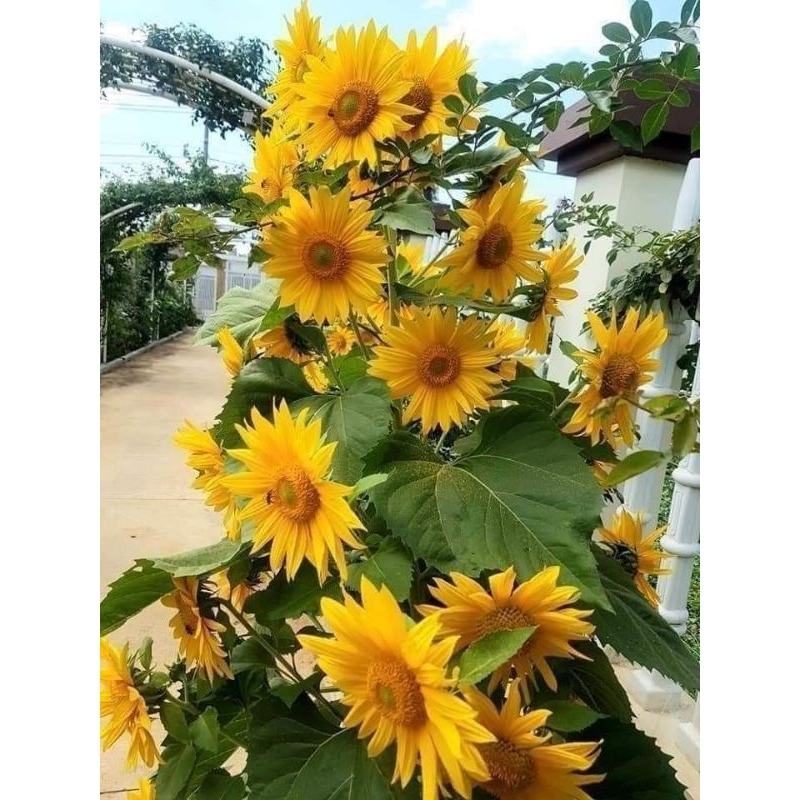 Hạt Giống Hướng Dương Siêu Hoa Tháp💖 Hàng Xịn 💖💖 chất lượng cao