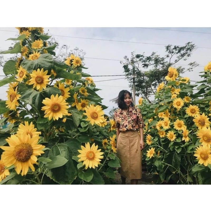 Hạt Giống Hướng Dương Siêu Hoa Tháp💖 Hàng Xịn 💖💖 chất lượng cao