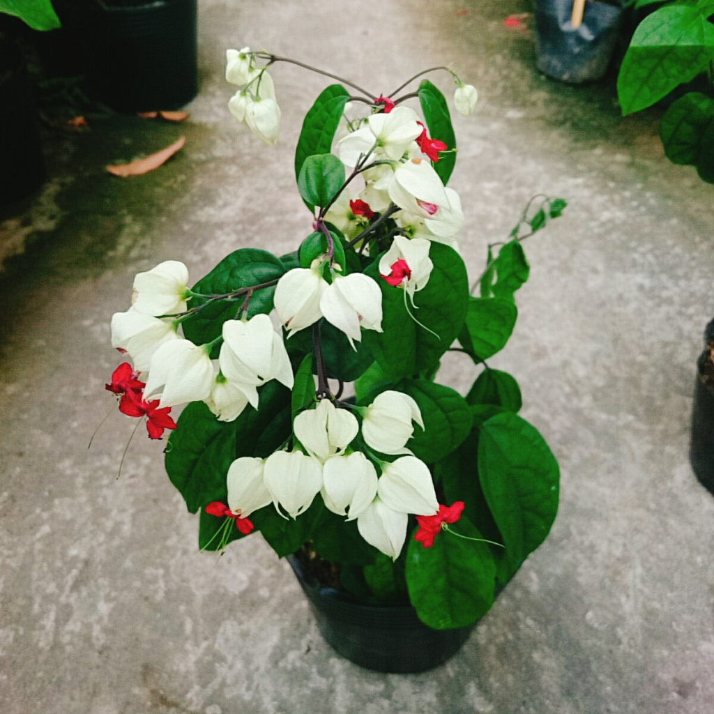 Cây Ngọc Nữ - Cây cảnh sân vườn