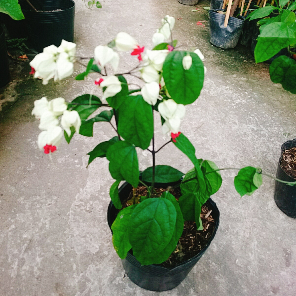 Cây Ngọc Nữ - Cây cảnh sân vườn