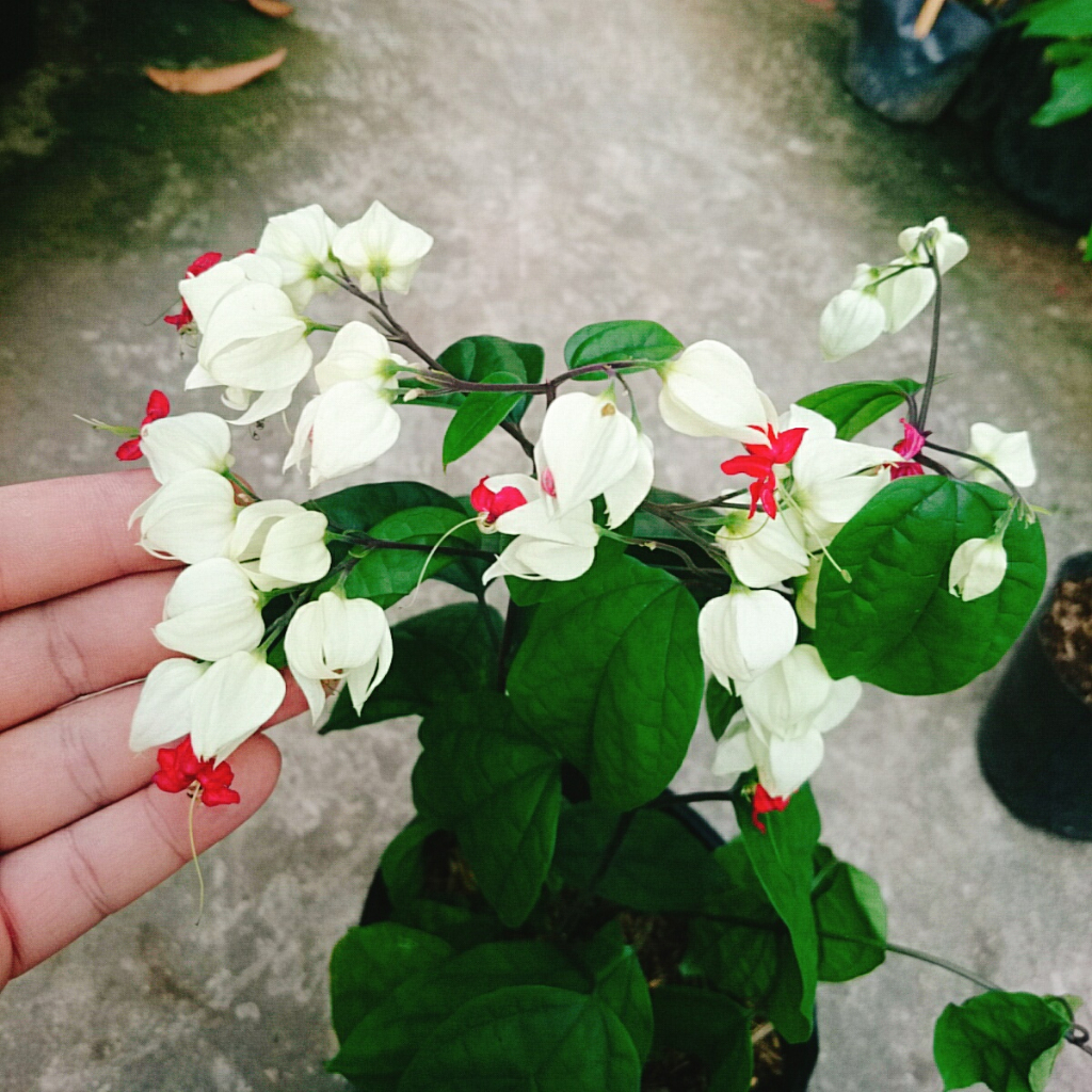 Cây Ngọc Nữ - Cây cảnh sân vườn