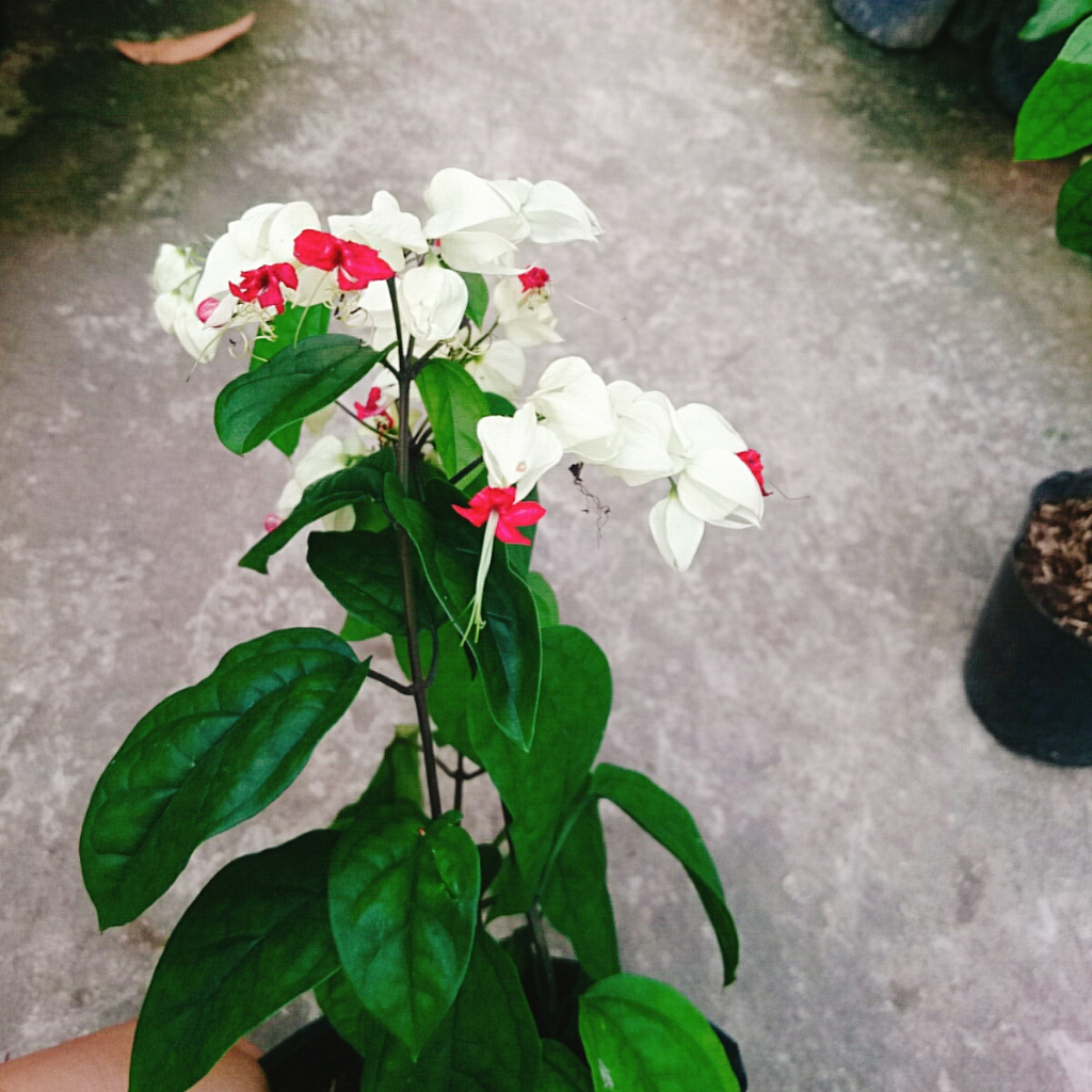 Cây Ngọc Nữ - Cây cảnh sân vườn