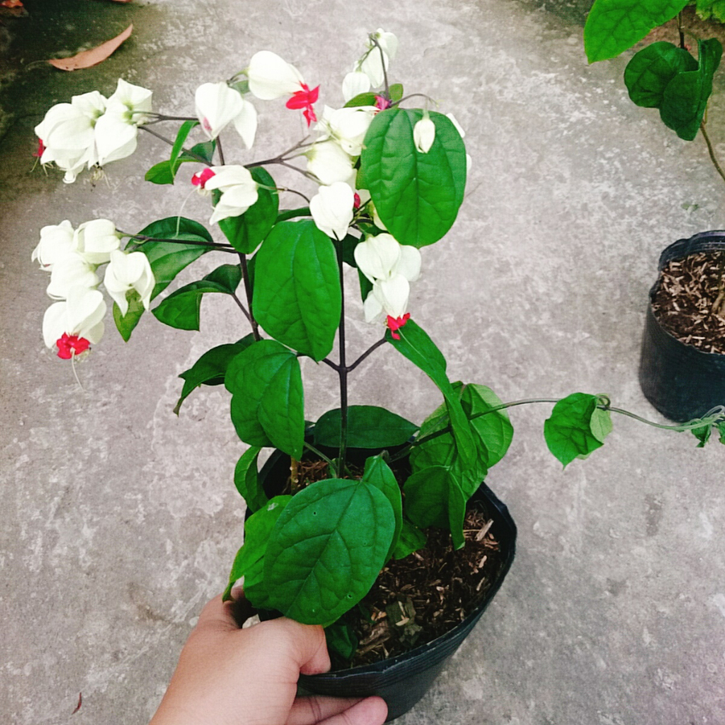 Cây Ngọc Nữ - Cây cảnh sân vườn