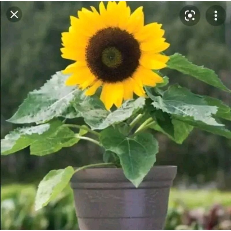 40 hạt giống hoa hướng dương lùn f1💖 SIÊU XINH💖 chất lượng cao