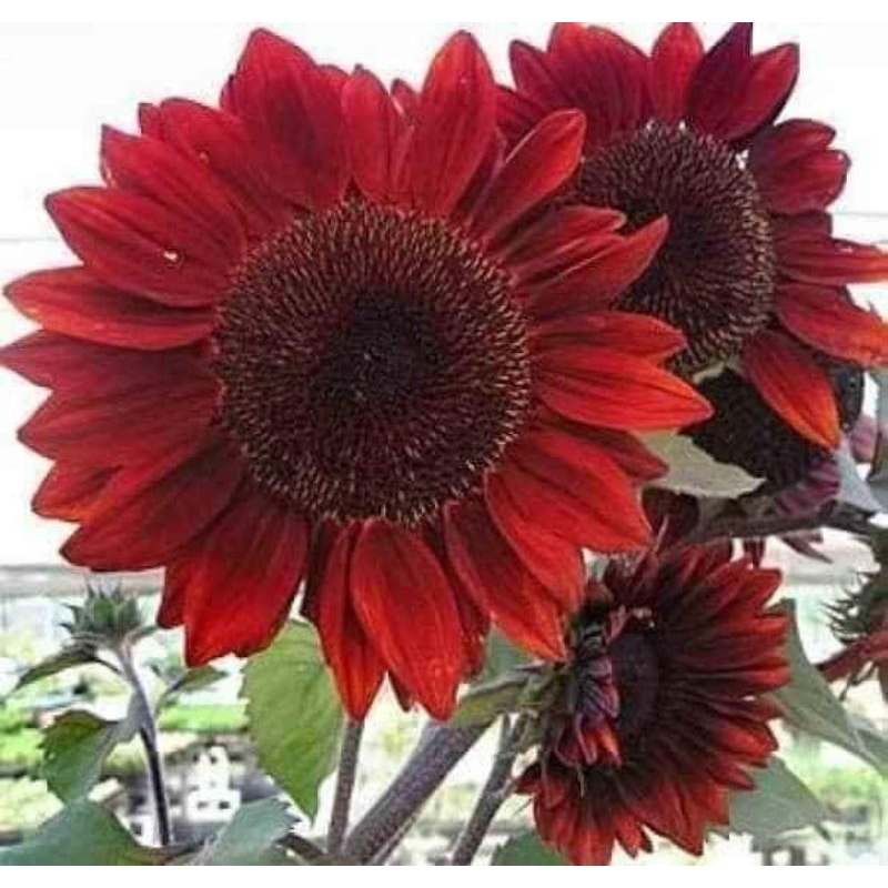 HẠT GIỐNG HOA  hướng dương màu đỏ nhập khẩu Mỹ💖 NẢY MẦM CỰC ĐỈNH💖 hoa quanh năm, 30 HẠT