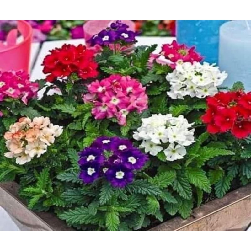 100 hạt giống hoa cúc vân anh💖 SIÊU XINH💖 chịu nhiệt, hoa quanh năm.
