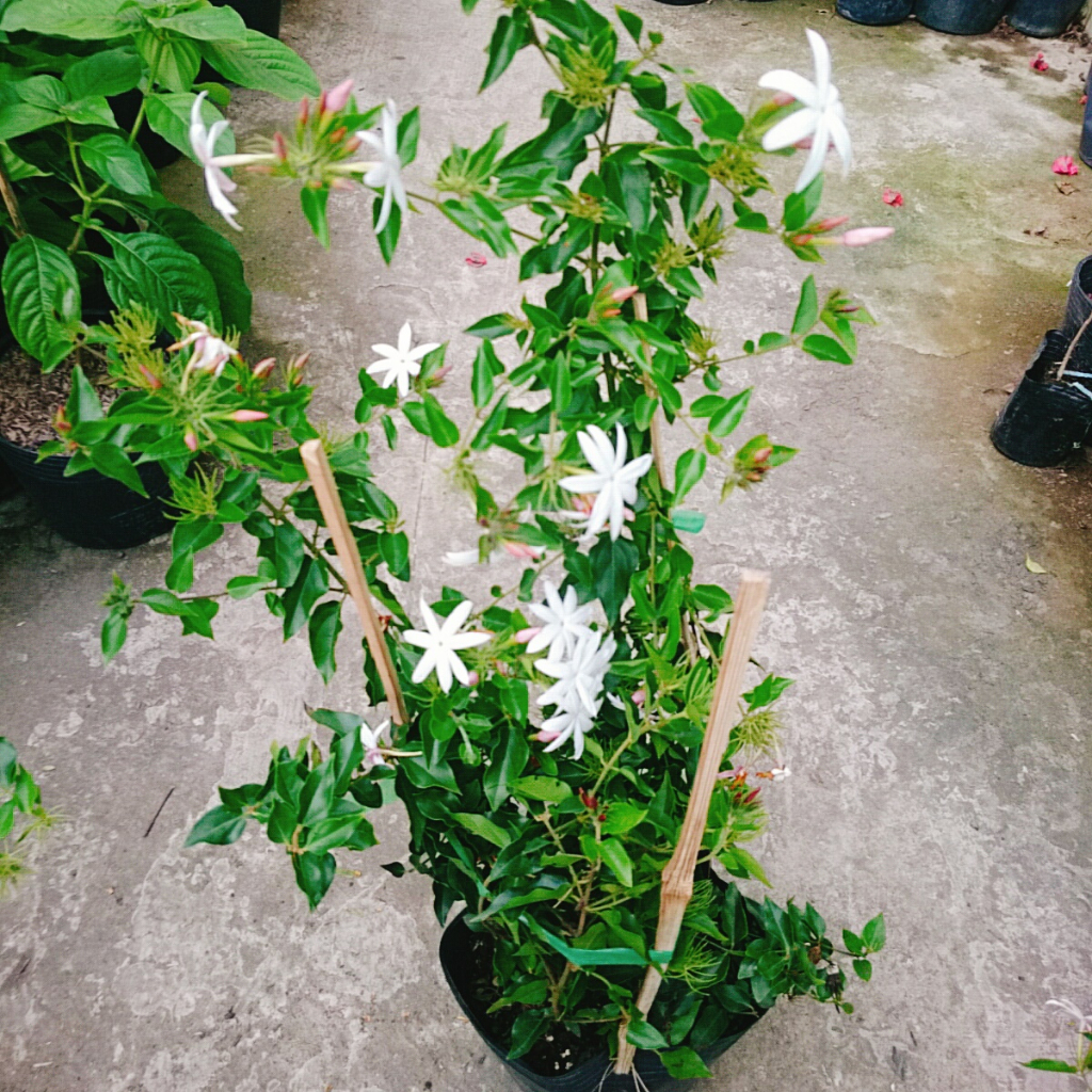 Cây nguyệt quế leo - cây cảnh sân vườn