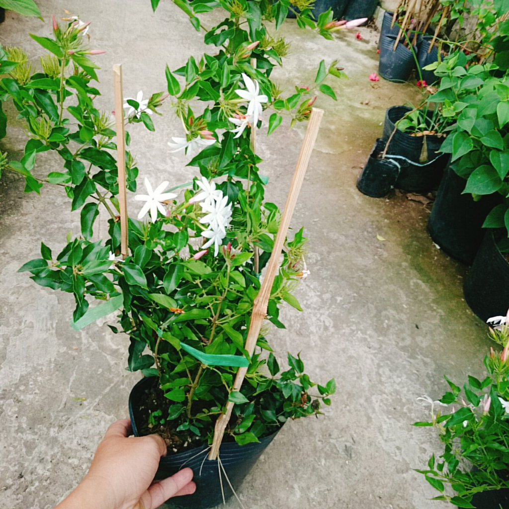 Cây nguyệt quế leo - cây cảnh sân vườn