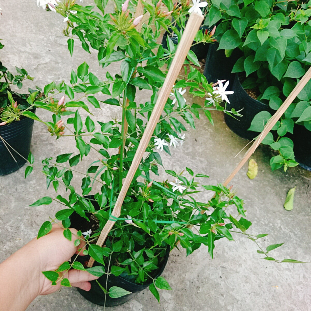 Cây nguyệt quế leo - cây cảnh sân vườn