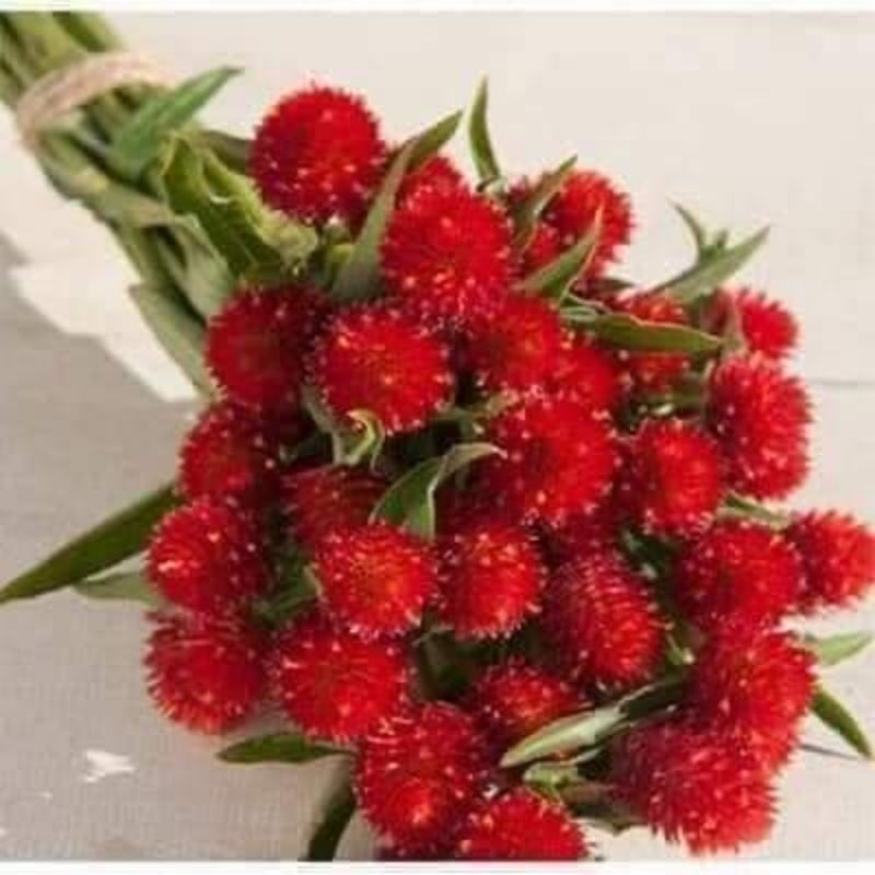 hạt giống hoa cúc bách nhật đỏ ❤️ Cực Xinh❤️ siêu dễ trồng