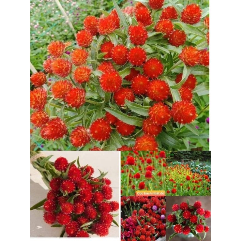hạt giống hoa cúc bách nhật đỏ ❤️ Cực Xinh❤️ siêu dễ trồng