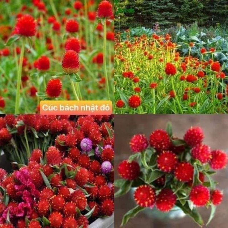 hạt giống hoa cúc bách nhật đỏ ❤️ Cực Xinh❤️ siêu dễ trồng