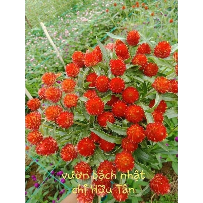 hạt hoa cúc bách nhật mix 4 màu đỏ hồng trắng tím 💖siêu xinh💖nảy mầm cực đỉnh chất lượng cao