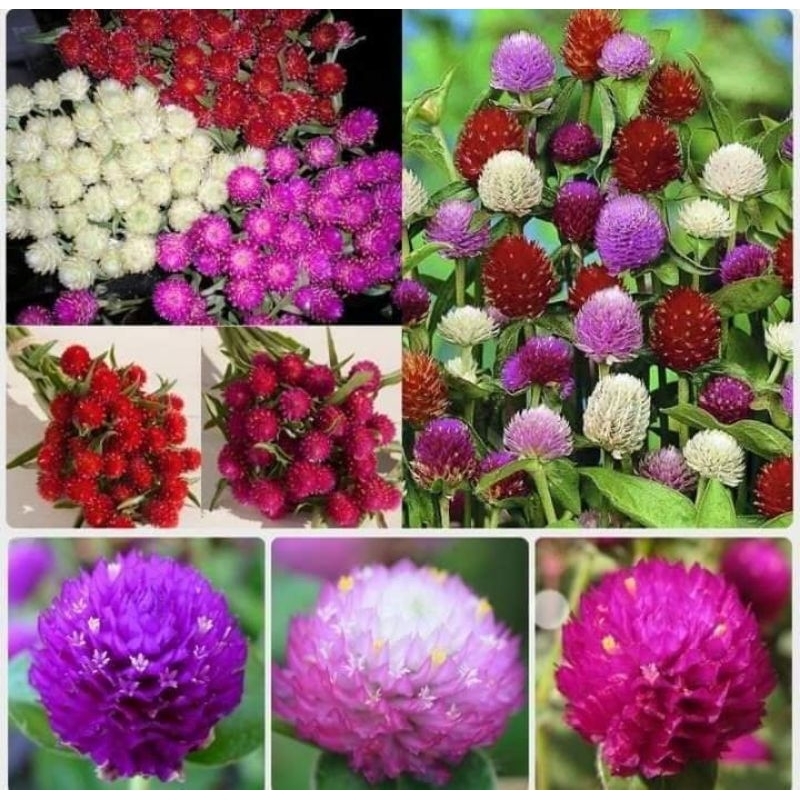 hạt hoa cúc bách nhật mix 4 màu đỏ hồng trắng tím 💖siêu xinh💖nảy mầm cực đỉnh chất lượng cao