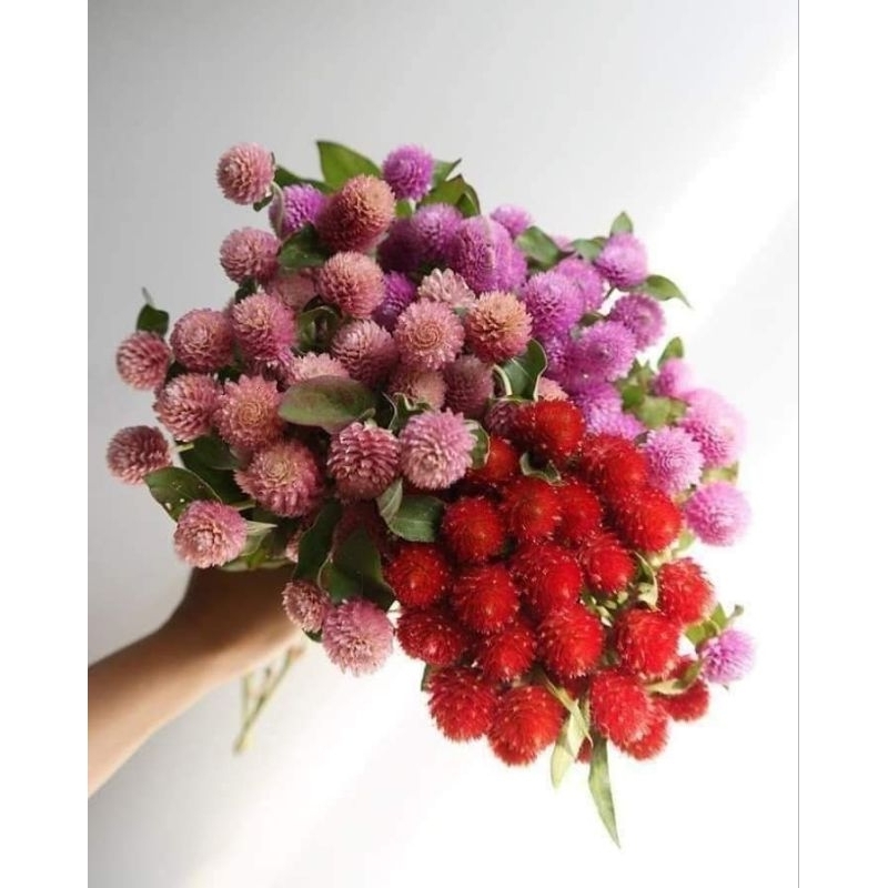 hạt hoa cúc bách nhật mix 4 màu đỏ hồng trắng tím 💖siêu xinh💖nảy mầm cực đỉnh chất lượng cao